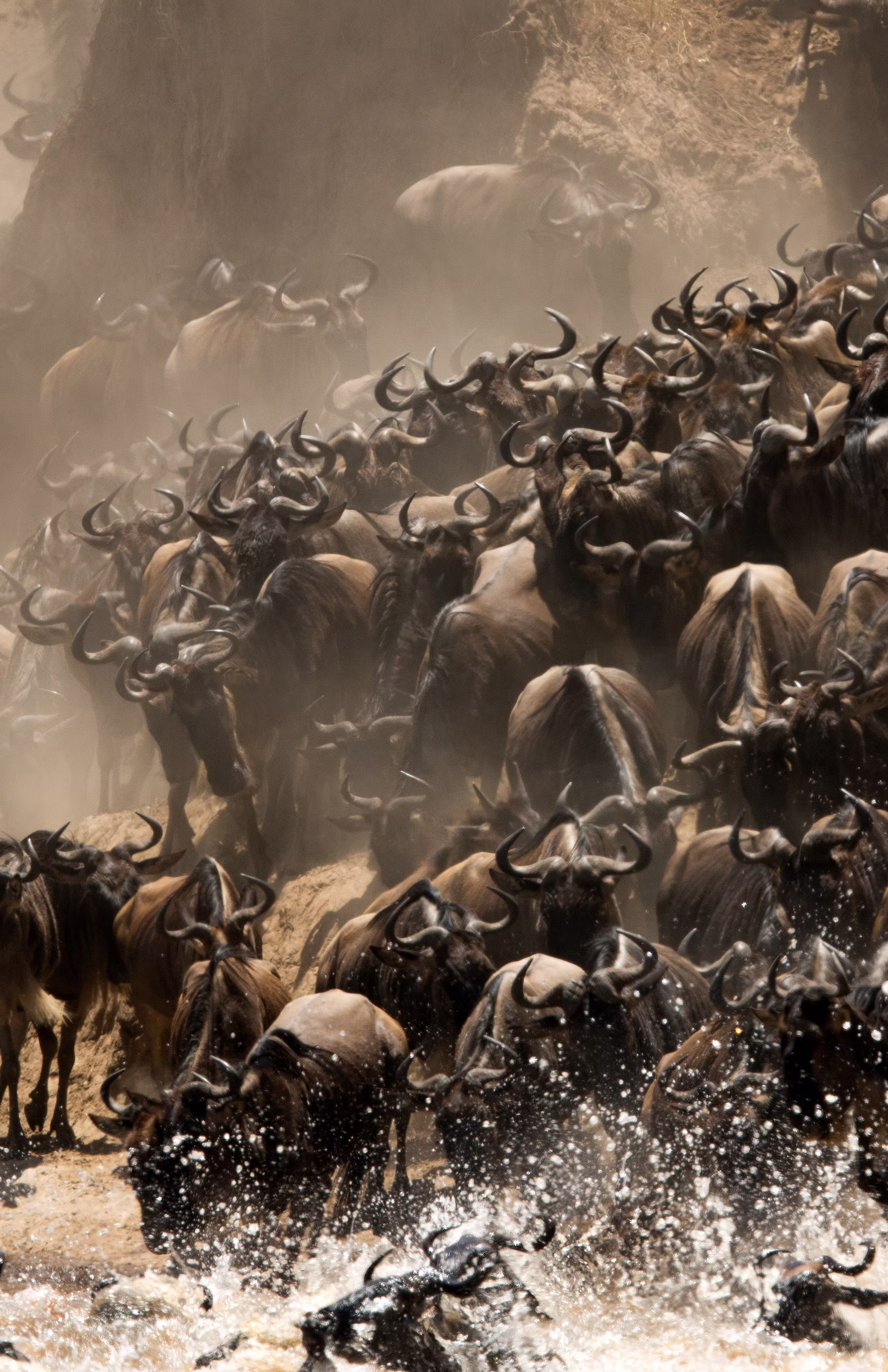 Wildebeest crossing the Mara River during the Great Migration, Kenya